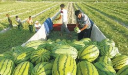 山东临沂十八中吃瓜最新事件爆料,校园风波背后的真相揭秘