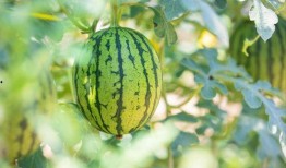 山东临沂十八中吃瓜最新事件爆料,校园风波背后的真相揭秘