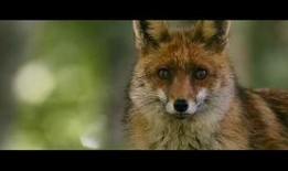 狐狸和我在线观看,一场跨越物种的深情邂逅